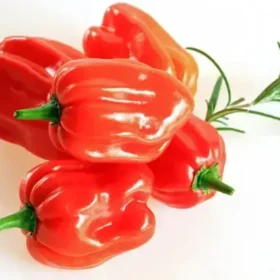 Scotch Bonnet