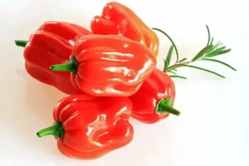 Scotch Bonnet