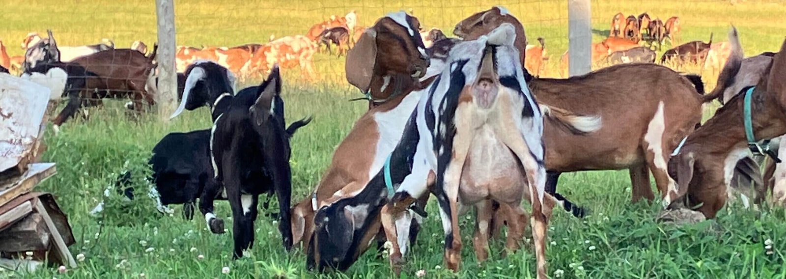 Nubians North